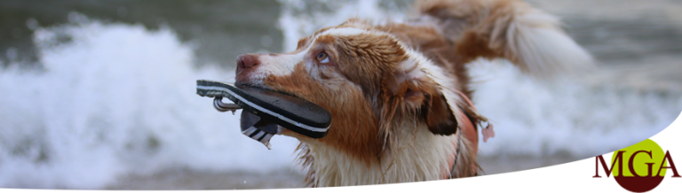 Hunde OP Versicherung Tierversicherungen Schewe